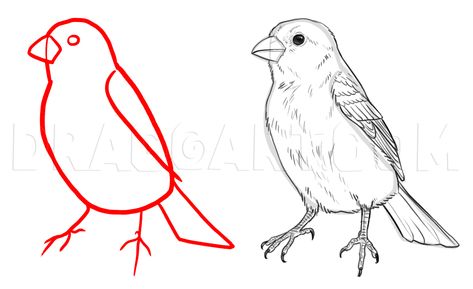 How To Draw Sparrows, Step by Step, Drawing Guide, by makangeni | dragoart.com Sparrows Drawings, Sparrow Drawing, House Sparrow, Drawing Guide, Sparrows, French Girls, Step Drawing, Guided Drawing, Painting Tutorials