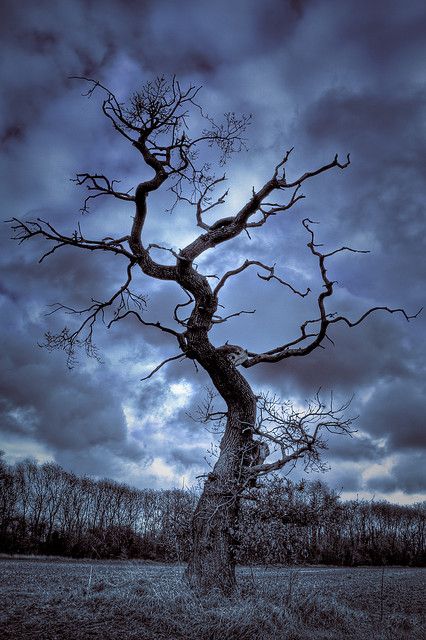 Dead Tree, Beautiful Trees, Lone Tree, Tree Photography, Sleepy Hollow, Tree Hugger, Nature Tree, Tree Forest, Winter Trees