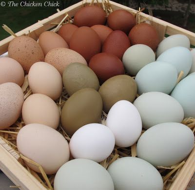 One day my Egg basket will be this! Colored Chicken Eggs, Chicken Egg Colors, Blown Eggs, Laying Chickens, Colored Eggs, Chicken Health, Egg Production, Chicken Chick, Keeping Chickens