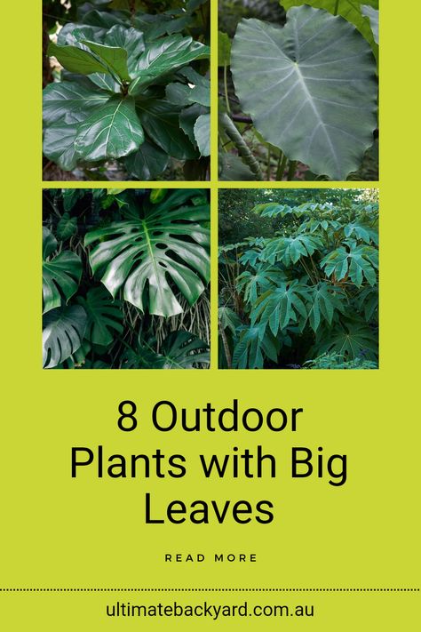 Transform your Australian outdoor space by selecting from our list of 8 outdoor plants featuring large leaves. From the iconic Fiddle Leaf Fig to the stunning Monstera Deliciosa, these plants not only add a tropical vibe to your garden but also improve the air quality. Suitable for various climates across Australia, they bring a lush ambience. Discover each plant's unique attributes and find out which ones will thrive best in your area. Read the complete article for expert advice on choosing and caring for these spectacular plants. Large Leaf Plants Indoor, Leafy Plants Outdoor, Big Leaf Plants Outdoor, Big Monstera Plant, Monstera Plant Outdoor, Big Leaves Plant, Plants With Big Leaves, Tropical Entrance, Yellow Calla Lily