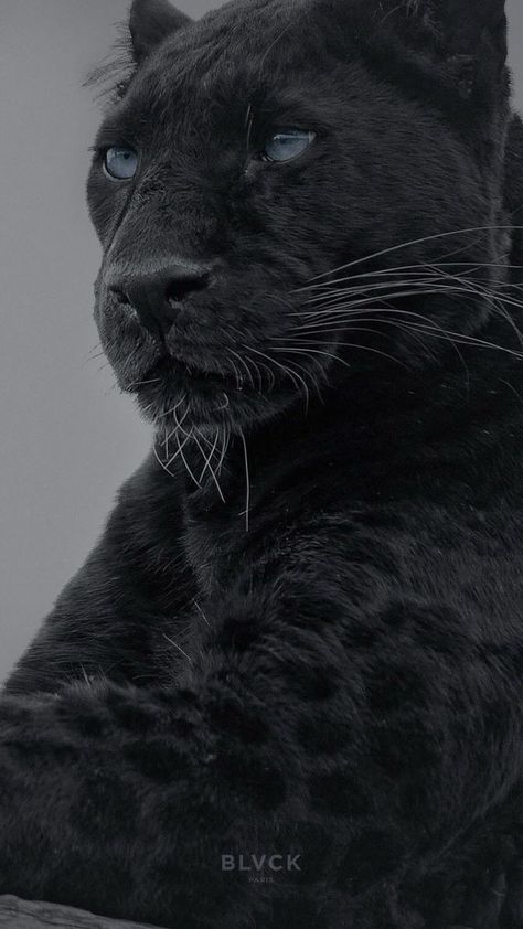 Black Panther Cat, Panther Pictures, Panther Cat, Lion Wallpaper, Black Jaguar, Most Beautiful Animals, Pretty Animals, Majestic Animals, Animal Wallpaper