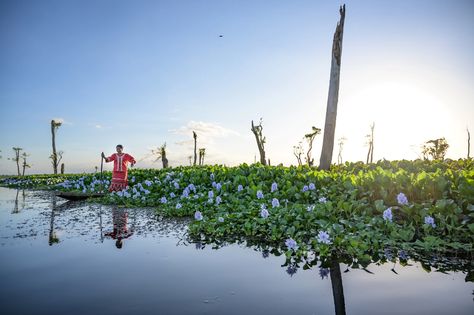 The world’s wetlands are slipping away. This vibrant wildlife sanctuary underscores the stakes. Standing Flower, Carbon Sink, Saltwater Crocodile, Sea Level Rise, Wildlife Sanctuary, The Guardians, Forest Fire, Color Photography, Pollution