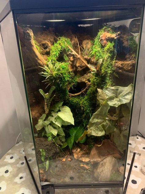 Crusted Geckos Tank, Bioactive Frog Terrarium, Bioactive Reptile Enclosure, Crested Gecko Habitat Bioactive, Dumpy Tree Frog Terrarium, Bioactive Crested Gecko Tank, Bio Active Terrarium, Hexagon Terrarium, Tree Frog Enclosure