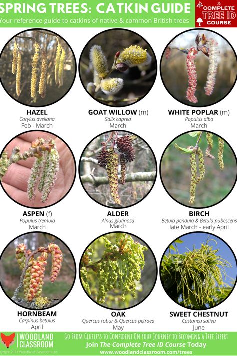 British Trees Identification, Nature Knowledge, Identify Trees, Identifying Trees, Woodland Classroom, Trees In Spring, Tree Buds, Nature Exploration, Spring Trees