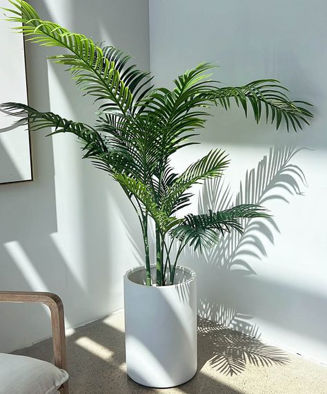 Moroccan White Tube Planter White Pot Plants Indoor, Big Home Plants, Artificial Potted Plants Indoor, Coastal Indoor Plants, Palm Tree Indoor Plant, White Plant Pots, Tropical Plants Indoor, Coastal Plants, Medium House