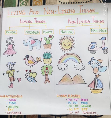 Chart telling about living things and non living things it's characteristics and it's bifurcation. Kindergarten Living Things Activities, Living And Nonliving Anchor Chart Kindergarten, Living And Non Living Activities For Kindergarten, Living Nonliving Anchor Chart, Living And Not Living Things Worksheet, Needs Of Living Things Grade 1, Living And Non Living Things Activity For Kindergarten, Science Living And Non Living Activities, Living And Nonliving Anchor Chart