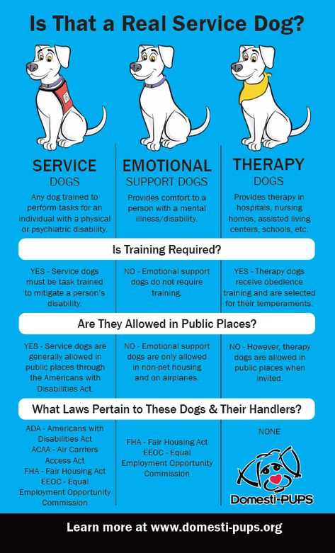 Emotional Support Cat, Emotional Support Dog Training, Therapy Dog Training, Psychiatric Service Dog, Service Dog Training, Dog Behavior Problems, Emotional Support Dog, Emotional Support Animal, Support Dog