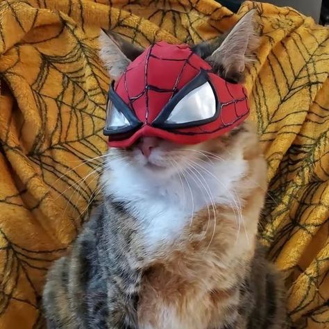 Cat Cosplay, A Cat, Spiderman, Mask, On Twitter, Twitter