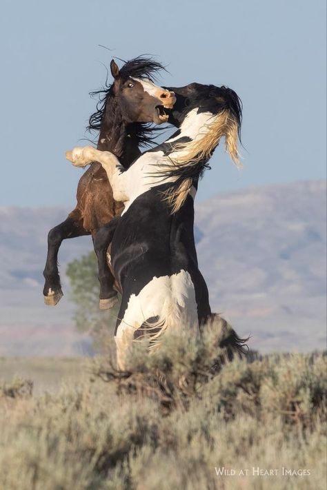 Bucking Horse, Wild Horses, Horses