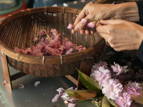 DIY: Pickled Cherry Blossoms Gardenista Work Song, Pickled Cherries, Sakura Flowers, Yennefer Of Vengerberg, Picking Flowers, Cherry Trees, روتين العناية بالبشرة, Cherry Blossoms, Aphrodite