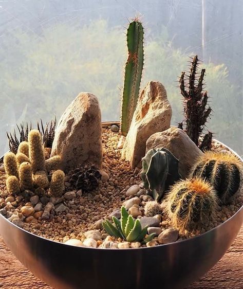 Cactus Dish Garden, Desert Potted Plants, Mini Rock Garden, Cactus Bowl, Mini Cactus Garden, Kaktus Dan Sukulen, Cactus Arrangement, Cactus Terrarium, Succulent Garden Design