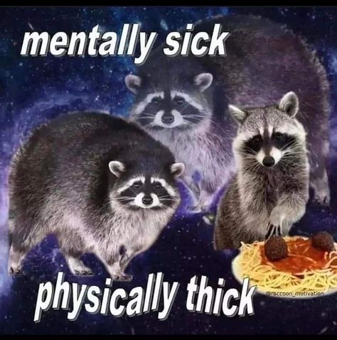 Mentally sick, physically thick Cute Raccoon, Raccoon Funny, Trash Panda, Racoon, Funny Reaction Pictures, Cute Memes, Oui Oui, Really Funny Pictures, Animal Memes