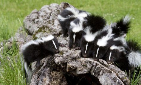 How to get rid of skunks under house Skunk Repellent, Getting Rid Of Skunks, Skunk Spray, Striped Skunk, Skunk Smell, Pet Food Store, Baby Skunks, Life Is Too Short Quotes, Under Decks