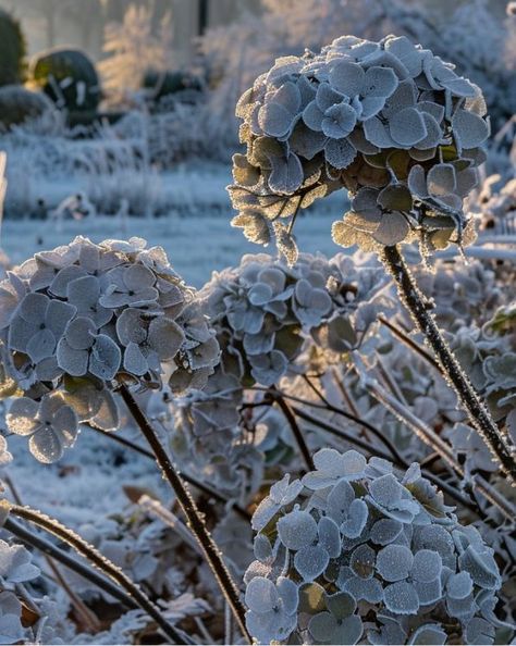 I Love My Garden My Garden, The Winter, Hydrangea, Make Sure, I Love