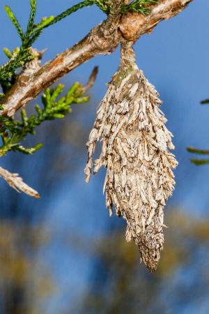 Bag Worms, Garden Spider, Japanese Beetles, Insect Pest, Cedar Trees, Garden Pests, Deciduous Trees, Trees And Shrubs, A Bag