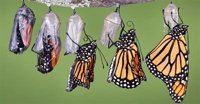 Transition From Caterpillar to Butterfly as Analogy for Social Change (sweet little four minute video) Photo Papillon, Butterfly Life Cycle, Monarch Butterflies, Butterfly Garden, Monarch Butterfly, Beetles, Life Cycles, A Quote, Beautiful Butterflies