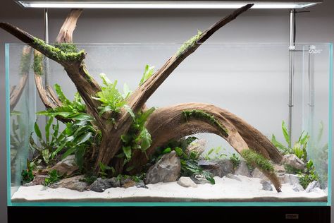 Garry's Cade 1200 Aqua Scape, Aqua Scaping, Biotope Aquarium, Fish Aquarium Decorations, Aquarium Set, Fish Tank Design, Aquascape Design, Aquarium Driftwood, Led Aquarium