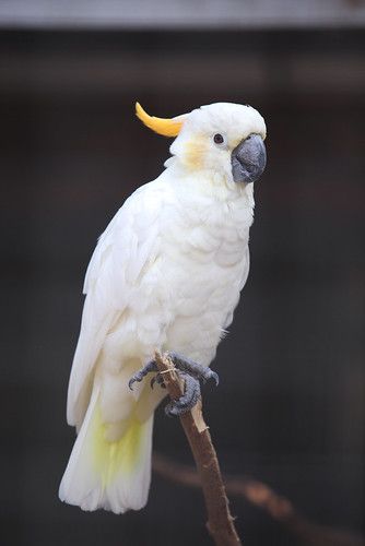 Burung Kakatua, Parrot Training, Pet Birds Parrots, Amazon Tribe, Parrot Stand, Desain Buklet, Australia Animals, Funny Parrots, Australian Wildlife