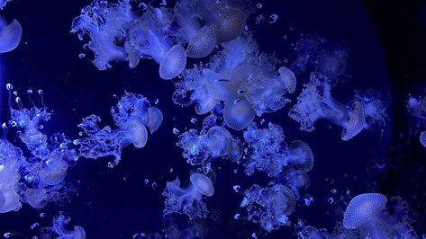 Laptop Wallpaper Hd 1080p Aesthetic Jellyfish, Hd Jellyfish Wallpaper Pc, Good Wallpapers For Laptop, Dell Computer Wallpaper, Jellyfish Widget Long, 1080 Hd Wallpaper Desktop, Sea Computer Wallpaper, Water Aesthetic Wallpaper Laptop, Underwater Desktop Wallpaper