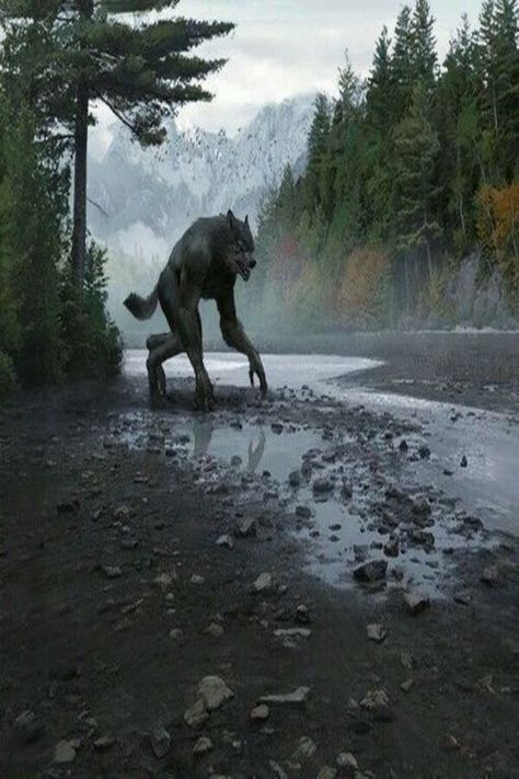 Images Terrifiantes, Skyrim Art, Werewolf Aesthetic, Elder Scrolls Art, Werewolf Art, Vampires And Werewolves, World Of Darkness, The Elder Scrolls, Mythical Creatures Art