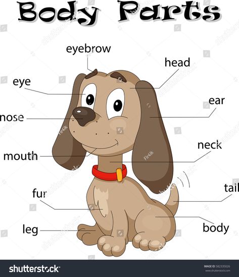 Body Parts Worksheet, Body Parts For Kids, Animal Body Parts, Body Part Drawing, K Crafts, Animal Anatomy, Dogs And Kids, Big Dog, Amazing Animals