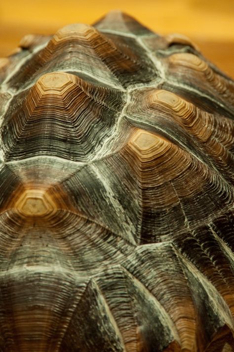 Desert Tortoise, Sulcata Tortoise, Galapagos Tortoise, Pet Turtle, Tortoise Turtle, Turtle Love, Turtle Shell, Reptiles And Amphibians, East Africa