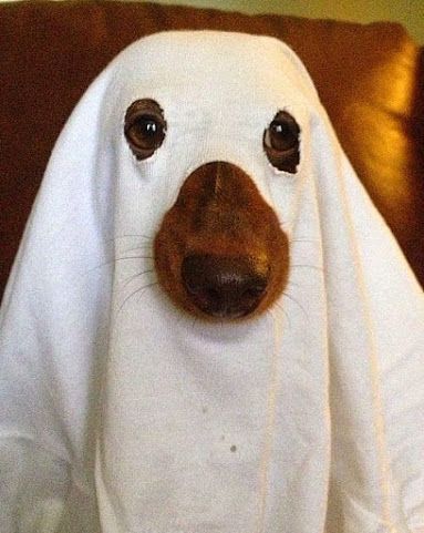 15 Best Halloween Costumes for Dachshunds Dogs Costumes, Dachshund Costume, Best Dog Halloween Costumes, Arte Dachshund, Costumes For Dogs, Dog Costumes Funny, Diy Dog Costumes, Pet Halloween Costumes, Fall Dog