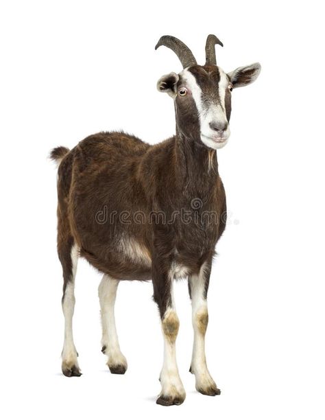 Toggenburg goat looking away against white background stock image Ibex Goat, Images Of Cows, Toggenburg Goat, Goat Picture, Happy Valentines Day Pictures, Baby Food Jar Crafts, Baby Pink Shoes, Cute Goats, Goat Farming