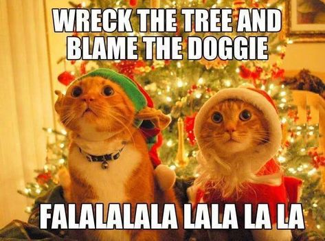 18 Christmas Memes To Make Your Holiday Funnier - I Can Has Cheezburger? Christmas Cat Memes, Merry Christmas Meme, Christmas Funnies, Christmas Memes Funny, Cat Lol, Funny Christmas Pictures, Christmas Memes, Cat Humor, Merry Christmas Images