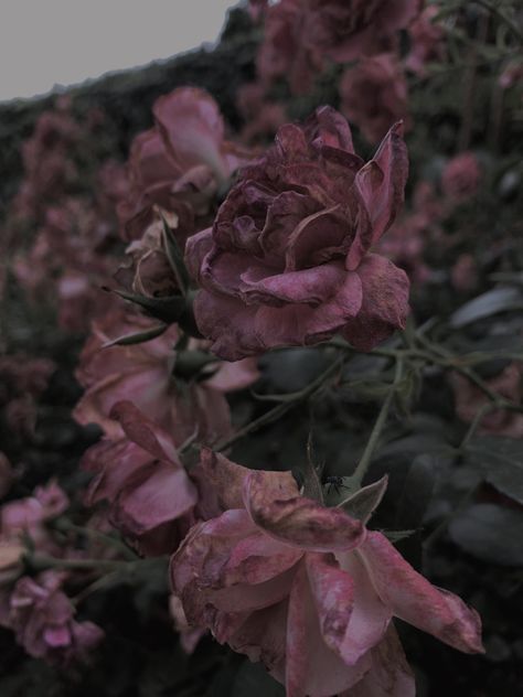 Osiria Rose Aesthetic, Charis Core Aesthetic, Sarah Core Aesthetic Dark, Roselyn Aesthetic, Roselyn Core, Rose Core Aesthetics, Withered Rose Aesthetic, Pink Gothic Aesthetic, Pink Dark Academia