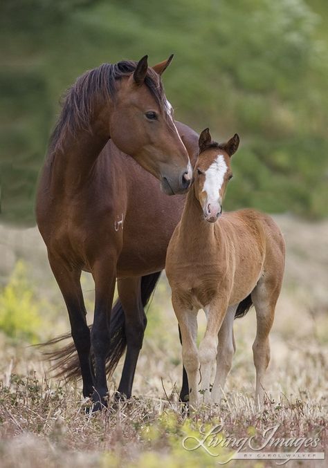 Mustang at Return to Freedom Sanctuary in Lompoc, CA, mare nuzzling foal Baby Horse, Beautiful Horse Pictures, Morgan Horse, Most Beautiful Horses, Baby Horses, All The Pretty Horses, Horse Crazy, Cute Horses, Horse Photos