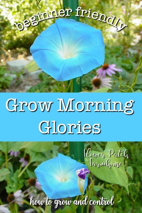 How to grow morning glory from seed. Easy for the beginner gardener and great when you need vertical interest in the garden. Hummingbirds and other pollinators love morning glories and the blooms will delight you all summer long. Morning glories come in a wide range of colors and grow rapidly enough to cover a fence or trellis in weeks. Every cottage garden needs morning glories. #easygarden #vines #beginnergardening Morning Glory Plant, Morning Glory Seeds, Morning Glory Vine, Love Morning, Morning Glory Flowers, Climbing Flowers, Garden Vines, Morning Glories, Starting A Garden