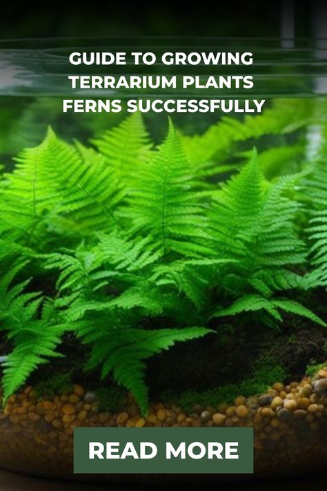 Discover the secrets of growing Terrarium Plants Ferns successfully. Get expert tips and advice to help your ferns thrive in their mini ecosystem. Mini Ecosystem, Rabbit Foot Fern, Button Fern, Woodlice, Autumn Fern, Maidenhair Fern, Staghorn Fern, Boston Fern, Tree Fern