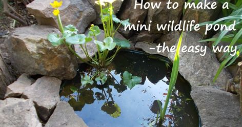 Make a small pond to attract wildlife to your garden. It takes one afternoon and costs less than £25. This pond will fit in any garden, however small. Small Wildlife Pond, Corner Garden Ideas, Small Water Gardens, Wildlife Pond, Ponds For Small Gardens, Mini Pond, Bog Garden, Garden Pond Design, Small Pond