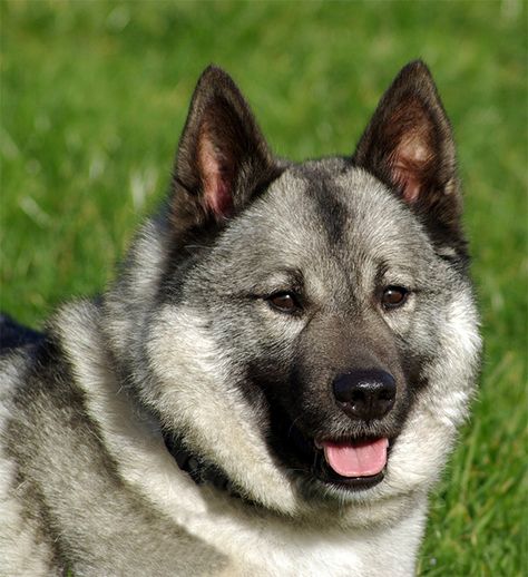 Norwegian Elkhound information including pictures, training, behavior, and care of Norwegian Elkhounds and dog breed mixes. Elkhound Puppies, Norwegian Elkhounds, Dog Breeds Pictures, Gray Dog, Clumber Spaniel, Norwegian Elkhound, Spitz Dogs, Flat Coated Retriever, Designer Dogs