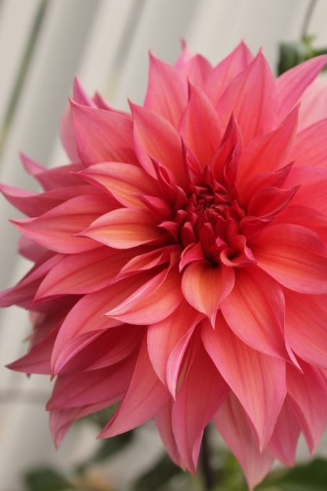 Coral dahlia Gladioli, Spring Outdoor, Dahlia Flower, Deco Floral, Ranunculus, Flower Beauty, Beautiful Blooms, Flowers Nature, Dream Garden