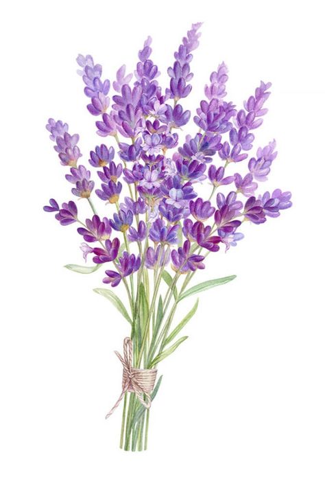 Lilac Bouquet Drawing, Orchid Bouquet Drawing, Lavender Aesthetic Drawing, Lavender Bouquet Drawing, Purple Flower Illustration, Lilac Flowers Drawing, How To Draw Lavender, Lavender Reference, Lavender Flowers Drawing