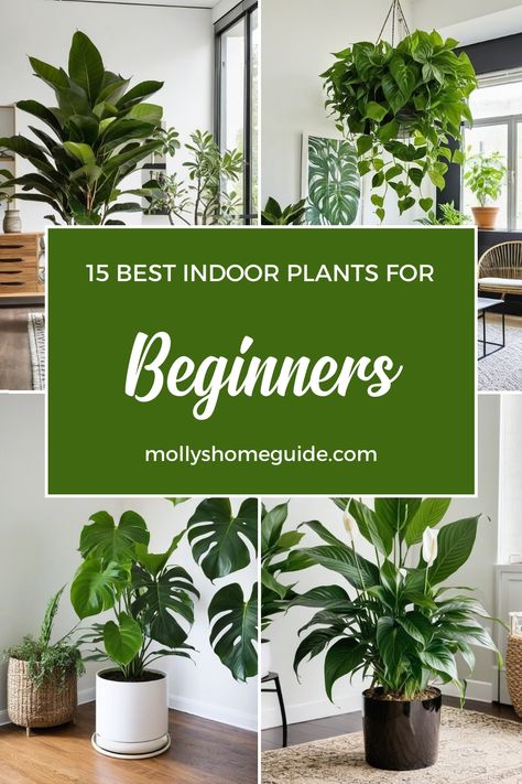 Discover a variety of easy-to-care-for indoor plants perfect for beginners. From low-light plants to ones that thrive without fertilizer, these top 10 houseplants will add greenery to your space effortlessly. Explore the best indoor plants that are easy to grow and maintain, making them ideal choices for those new to plant care. Whether you're looking for my favorite picks or simply browsing houseplants for beginners, this collection has something for everyone. Easy Beginner Plants, Best Houseplants For Beginners, Beginner House Plants, Easiest Plants To Keep Alive Indoors, Easy To Care For House Plants, Easy Indoor Plants For Beginners, Beginner Plants Indoor, Houseplant Guide, Easy Plants To Grow Indoors