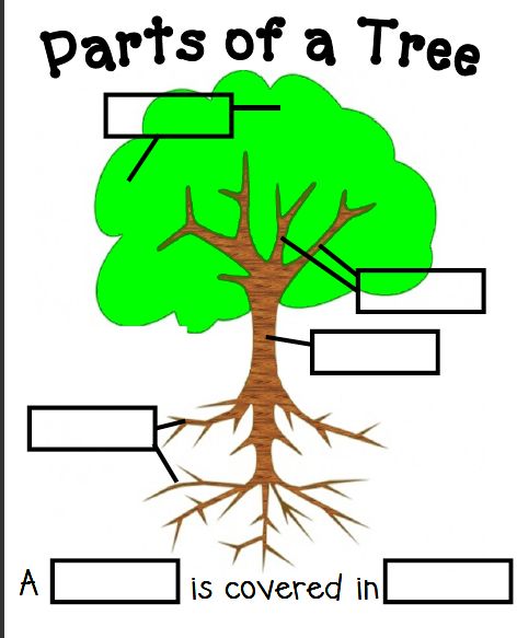 Label+Parts+of+a+Tree | Parts Tree Parts Of A Tree Worksheet, Ladybird Activities, Parts Of A Tree, Color Word Activities, Tree Worksheet, Tree Activities, Plants Worksheets, Homeschool Nature Study, About Trees