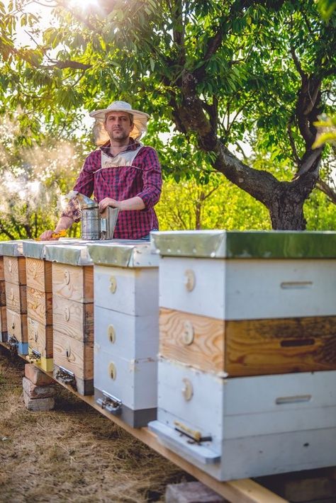 Langstroth Hive, Urban Chicken Farming, Keeping Bees, Top Bar Hive, Bee Houses, Beekeeping For Beginners, Raising Farm Animals, Backyard Beekeeping, Bee House