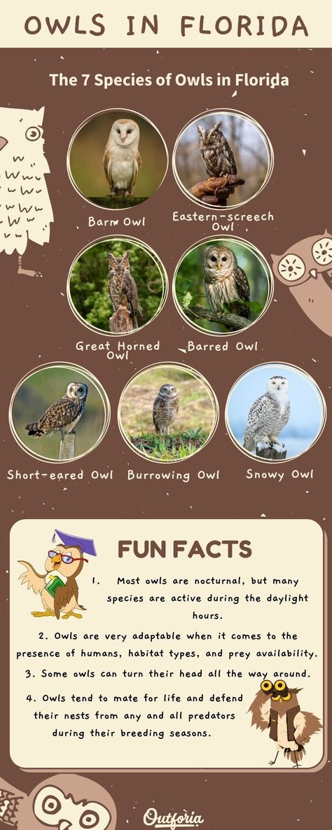 Owls are known as symbols of wisdom and knowledge. These majestic birds of prey can be found throughout North America, and Florida is no stranger to owls either. Some are migratory and some are year-round residents. Check out Outforia's latest article to know the 7 owls you can meet in Florida. Owls Of North America, Wildlife Vet, Owl Symbolism, Types Of Owls, Symbols Of Wisdom, Animal Infographic, Majestic Birds, Florida Birds, Eastern Screech Owl