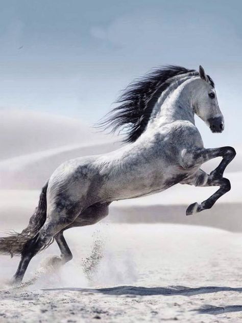 Horse Age, Horse Inspiration, Horse Wallpaper, Andalusian Horse, Most Beautiful Horses, Horse Drawings, All The Pretty Horses, White Horses, Cute Horses