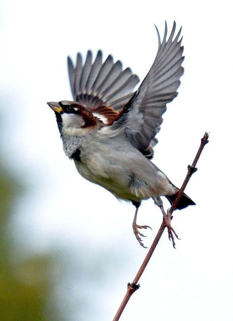 Sparrow Bird Drawing, Sparrow Photography, Sparrow Art Bird, Sparrow Bird Illustration, Sparrow Bird Photography, Sparrow Tattoo, Bird People, Sparrow Bird, Bird Free