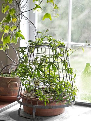 Indoor Plants - Indoor Gardening Ideas from Tovah Martin - Country Living Indoor Vines, Fishing Wire, Spider Plant, Garden Vines, Unique Houseplants, Floor Plants, Jungle Gym, Best Indoor Plants, Indoor Gardens