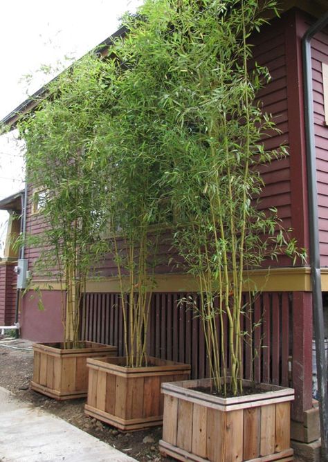 Bamboo Screening  Bamboo makes for excellent tall, lush and dense screens! It can grow in the ground or in a planter, depending on your needs. Use it in an area of the yard that perhaps has high exposure from the road or neighboring home. http://www.listotic.com/13-ways-to-add-privacy-to-your-yard/5/ Privacy Fence Decorations, Bamboo Trees, Garden Privacy, Backyard Privacy, Garden Screening, Bamboo Garden, Outdoor Privacy, Have Inspiration, Fence Decor