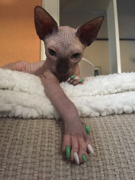 Naked Cats Cute, Black Sphynx Cat, Naked Cat, Hairless Animals, Sphynx Kittens, Seal Point Sphynx Cat, Cute Hairless Cat, Brown Sphynx Cat, Old Sphynx Cat