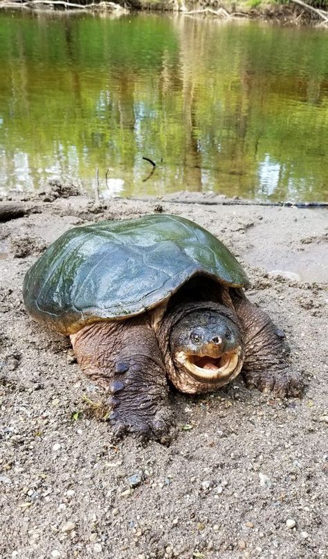 Snapping turtle Oceanography Marine Biology, Animals Reference, Fun Paintings, Types Of Turtles, Totem Animal, Snapping Turtle, Turtle Swimming, Pet Turtle, Cute Reptiles