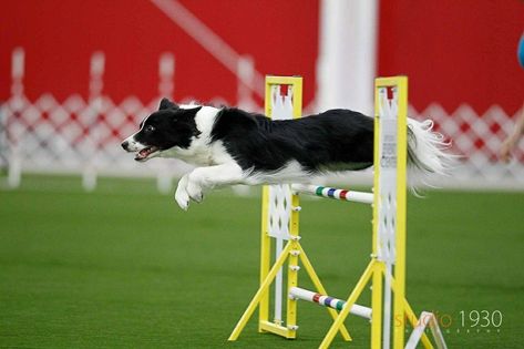 Border Collie Agility Dog Agility Course, Collie Breeds, Jumping Dog, Cattle Dogs, Australian Cattle Dogs, Dog List, Real Dog, Border Collie Dog, Dog People