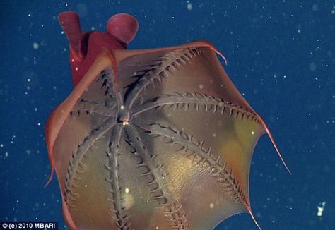 Vampire Squid Vampire Octopus, Vampire Squid, Goblin Shark, Bizarre Animals, Molluscs, Scary Animals, Deep Sea Creatures, Underwater Photos, Aquatic Animals