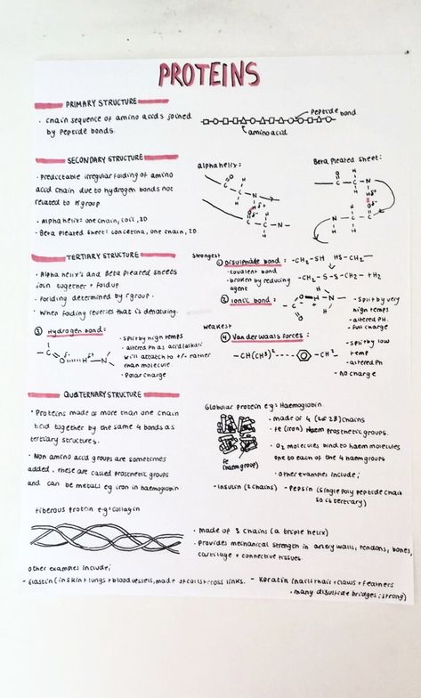 A level revision notes on proteins, amino acids and biological molecules.   #study #biology #science #school Dna Notes, Protein Biology, Biochemistry Notes, Student Reference, Science Revision, Biology Revision, Gcse Revision, A Level Biology, Writing Posters